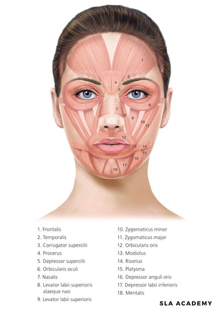 A3 Facial Muscle Anatomy Poster